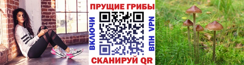 наркошоп  Отрадная  kraken tor  Псилоцибиновые грибы GOLDEN TEACHER 